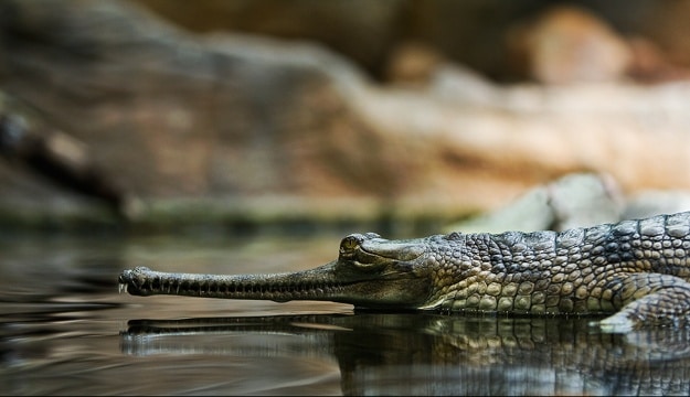 Gavial