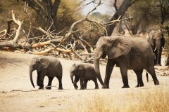 Sloní rodinka