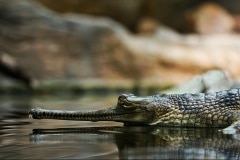 Gavial