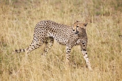 Gepard