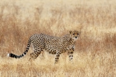 Gepard