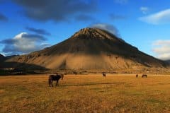 Icelandic horses