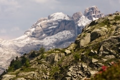 Brenta_-_Behind_the_azalea
