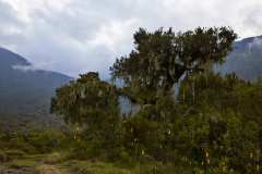 Mt.Meru
